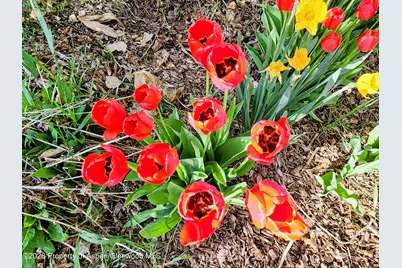 4243 Peach Valley Road Road, Silt, CO 81652 - Photo 14