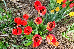 4243 Peach Valley Road Rd, Silt, CO 81652 - Photo 14