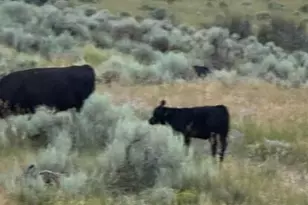 46045 Rock Springs Ln, Hayden, CO 81639 - Photo 130