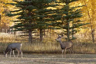 14 Old Orchard Rd, Carbondale, CO 81623 - Photo 80