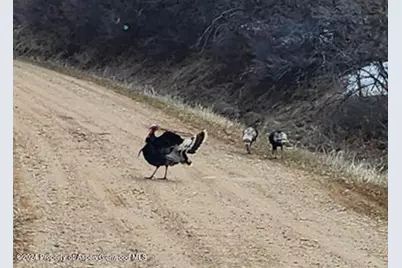 4500 Bear Wallow Lane, Glenwood Springs, CO 81601 - Photo 16