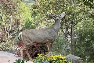 258 Monarch Rd, Glenwood Springs, CO 81601 - Photo 70