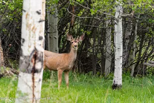 707 Shield O Rd, Snowmass, CO 81654 - Photo 52