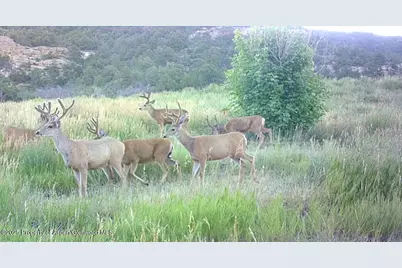 18726 Kimball Creek Road, Collbran, CO 81624 - Photo 34