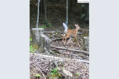 211 & 213 Wild Daisy Lane, Beech Mountain, NC 28604 - Photo 36