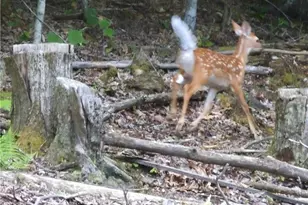 211 & 213 Wild Daisy Ln, Beech Mountain, NC 28604 - Photo 36