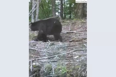 211 & 213 Wild Daisy Lane, Beech Mountain, NC 28604 - Photo 34