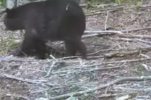 211 & 213 Wild Daisy Ln, Beech Mountain, NC 28604 - Photo 34