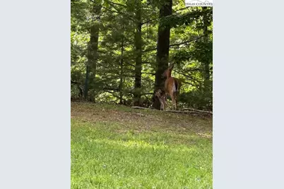 79 Elk Horn Road, Ferguson, NC 28624 - Photo 8