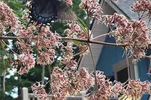 225 Henry's Glen Dr, Morganton, NE 28655 - Photo 44