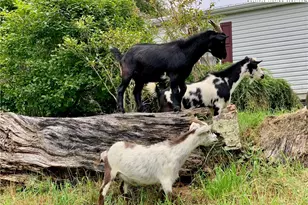 261 Tumbling Brk Dr, Banner Elk, NC 28604 - Photo 4