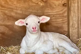 261 Tumbling Brk Dr, Banner Elk, NC 28604 - Photo 38