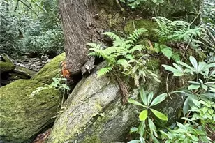 Lot 39 Mossy Creek Ct, Boone, NC 28607 - Photo 14