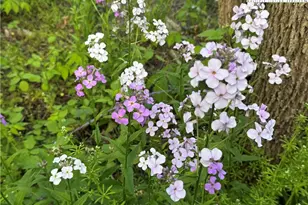 25 Reuben Wooten Rd, Banner Elk, NC 28604 - Photo 44