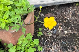 25 Reuben Wooten Rd, Banner Elk, NC 28604 - Photo 40