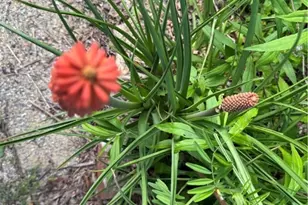 25 Reuben Wooten Rd, Banner Elk, NC 28604 - Photo 34