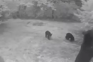 582 Deer Crossing Ln, Lenoir, NC 28645 - Photo 42