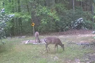 582 Deer Crossing Ln, Lenoir, NC 28645 - Photo 44