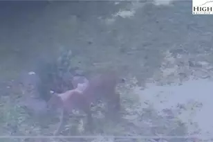 582 Deer Crossing Ln, Lenoir, NC 28645 - Photo 42