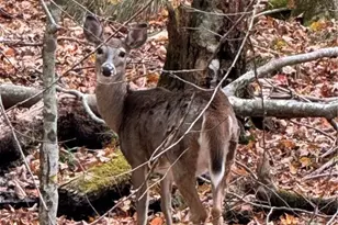 142 Tamarack Rd, Beech Mountain, NC 28604 - Photo 32