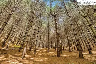 886 Blevins Hollow Rd, Piney Creek, NC 28663 - Photo 18