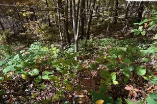 Lot 53 & 53A Poplar Trail, Creston, NC 28615 - Photo 1