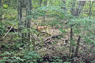 851 E Whenlin Ridge Rd, Lansing, NC 28643 - Photo 8