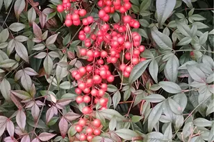 308 Hickory Mountain Rd, Sparta, NC 28675 - Photo 26