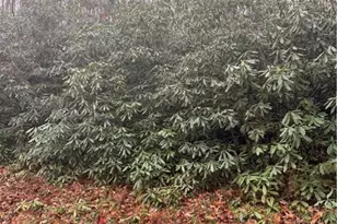 Tbd Buckeye Creek Rd, Beech Mountain, NC 28622 - Photo 1