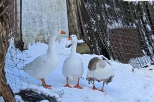 325 Sawyers Rd, Warrensville, NC 28693 - Photo 36