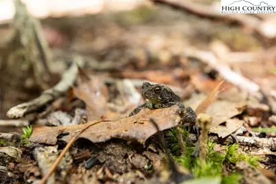 216 Saddle Lane, Deep Gap, NC 28618 - Photo 32