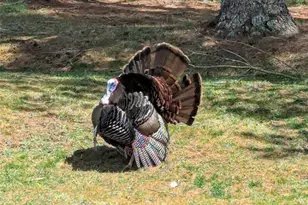 1324 Ripshin Rd, Troutdale, VA 24378 - Photo 44