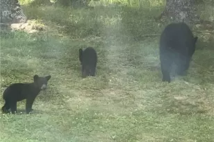 1324 Ripshin Rd, Troutdale, VA 24378 - Photo 42