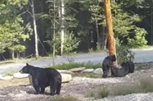 211 & 213 Wild Daisy Ln, Banner Elk, NC 28604 - Photo 30