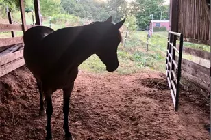 244 Flat Springs Rd, Elk Park, NC 28622 - Photo 20