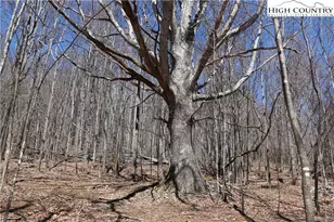 4122 F Nc Hwy 194, Todd, NC 28684 - Photo 48