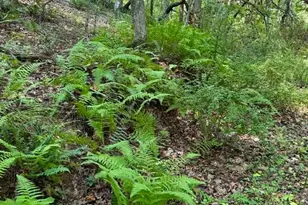 Tbd Grassy Creek Rd, Grassy Creek, NC 28631 - Photo 1