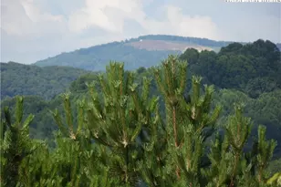 Tbd Holly Hill Dr, Sparta, NC 28675 - Photo 1