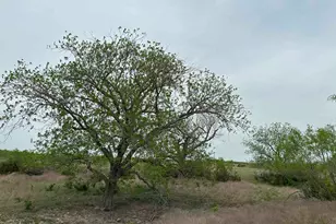 Unk County Road 330, Bertram, TX 78605 - Photo 8