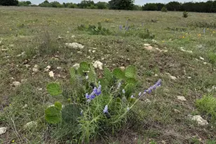 5341 Co Rd 236, Liberty Hill, TX 78642 - Photo 14