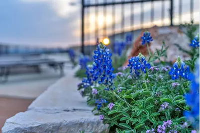 Lot 169 Tbd Westridge Way, Big Creek Ranch, Kingsland, TX 78639 - Photo 8