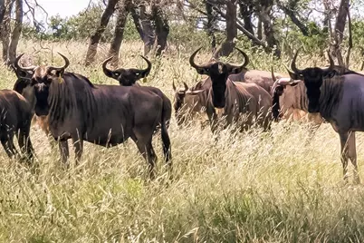 Lot 128 Oryx View Drive, Harper, TX 78631 - Photo 18