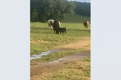 2029 Cr 200, Burnet, TX 78611 - Photo 12