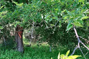 Lot 520 Aspen Ln, Cottonwood Shores, TX 78657 - Photo 2