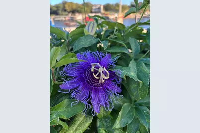 131 Primera Court, Burnet, TX 78611 - Photo 20