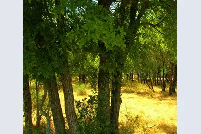 737 Birch 8 Lots All Together, Cottonwood Shores, TX 78657 - Photo 6