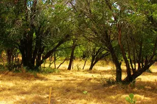 735 Birch (Lots Street To Street) Ln, Cottonwood Shores, TX 78657 - Photo 2