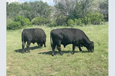 2308 County Road 414, Spicewood, TX 78669 - Photo 30