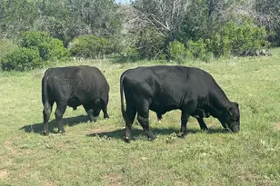 2308 Co Rd 414, Spicewood, TX 78669 - Photo 30