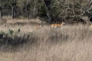 Tbd Blackbuck Ridge Dr Lot 181, Lampasas, TX 76550 - Photo 24